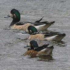 Canard de Chiloé