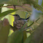 Colibri nain