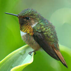 Colibri scintillant