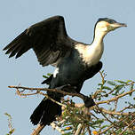 Cormoran à poitrine blanche