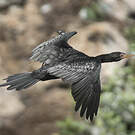 Cormoran africain