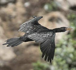 Cormoran africain