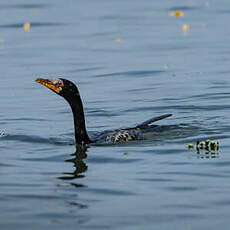 Cormoran africain