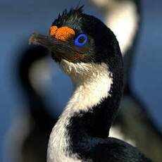 Cormoran des Kerguelen