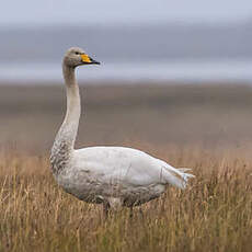 Cygne chanteur