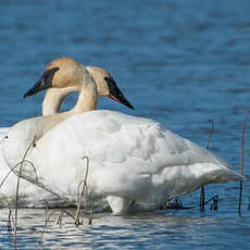 Cygne trompette