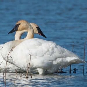 Cygne trompette