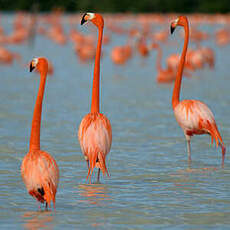 Flamant des Caraïbes