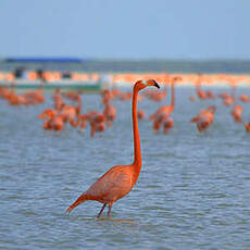 Flamant des Caraïbes