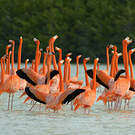 Flamant des Caraïbes