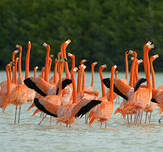 Flamant des Caraïbes