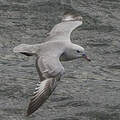 Fulmar argenté