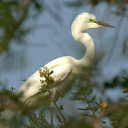 Grande Aigrette