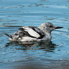 Guillemot à miroir