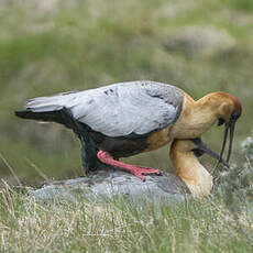 Ibis à face noire