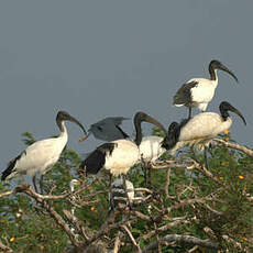 Ibis sacré