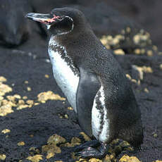 Manchot des Galapagos