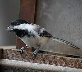 Mésange à tête noire