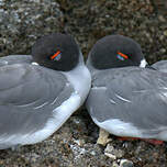 Mouette à queue fourchue