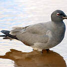 Mouette obscure