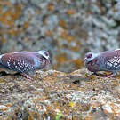 Pigeon roussard