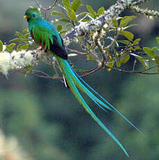 Quetzal resplendissant