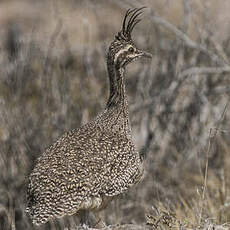 Tinamou élégant