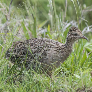 Tinamou perdrix