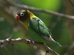 Fischer's Lovebird