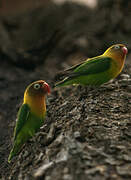 Fischer's Lovebird