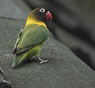 Yellow-collared Lovebird