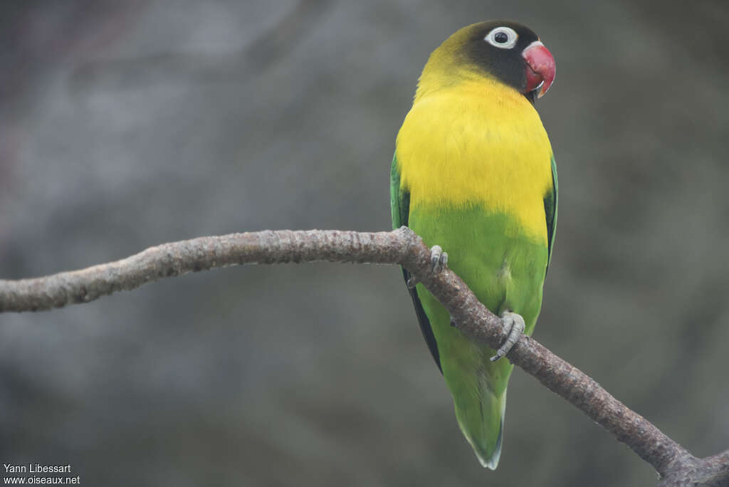 Yellow-collared Lovebirdadult, close-up portrait