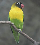 Yellow-collared Lovebird