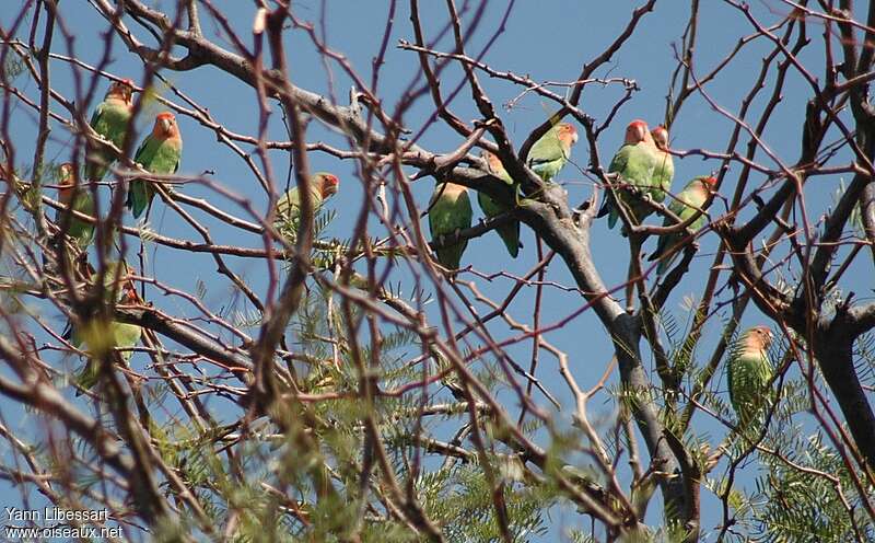 Rosy-faced Lovebird, habitat, Behaviour