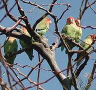 Rosy-faced Lovebird