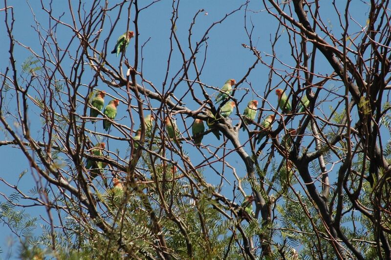 Rosy-faced Lovebird