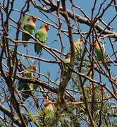 Rosy-faced Lovebird