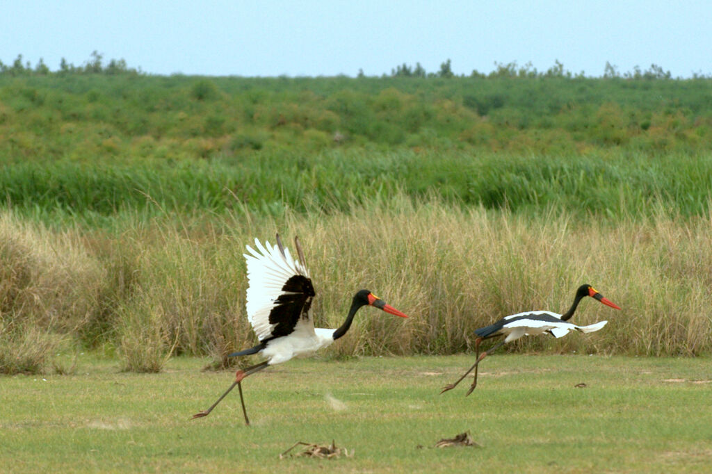 Saddle-billed Stork