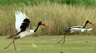 Jabiru d'Afrique