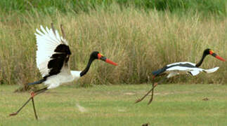 Saddle-billed Stork