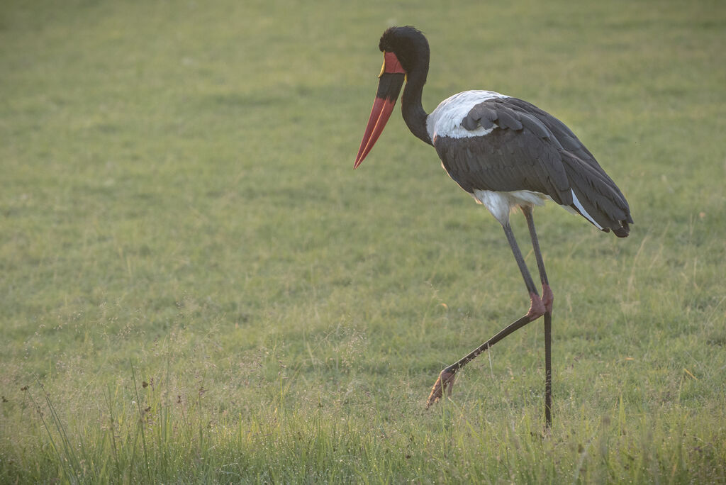 Jabiru d'Afrique