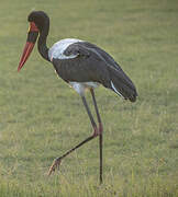 Saddle-billed Stork