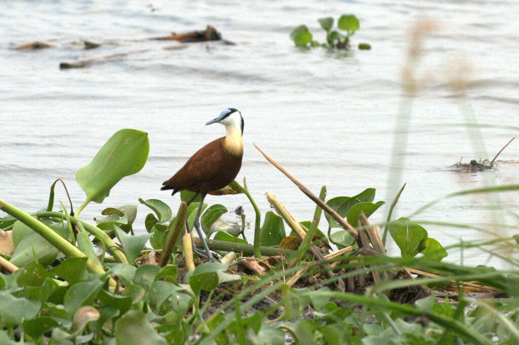 Jacana à poitrine dorée