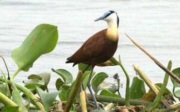 Jacana à poitrine dorée