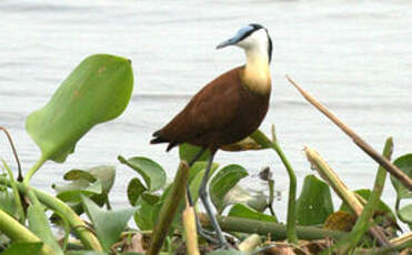 Jacana à poitrine dorée