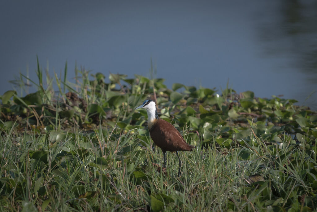 Jacana à poitrine dorée