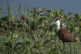 African Jacana