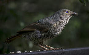 Satin Bowerbird