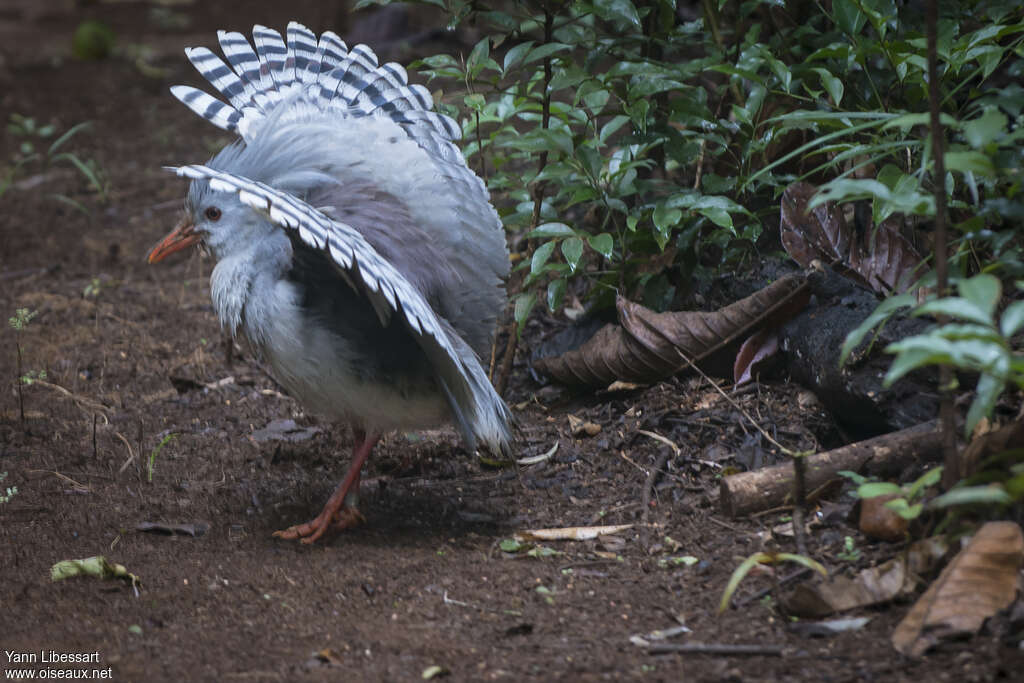 Kaguadult, courting display