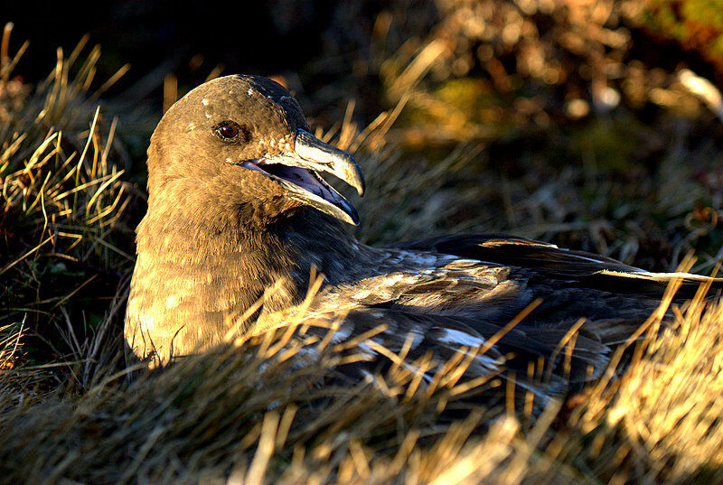 Brown Skua (lonnbergi)